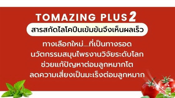 สารสกัดไลโคปีนจากมะเขือเทศ โทเมซิงพลัส ดูแลต่อมลูกหมากโต ต่อมลูกหมากอักเสบ ลดเสี่ยงมะเร็งต่อมลูกหมาก