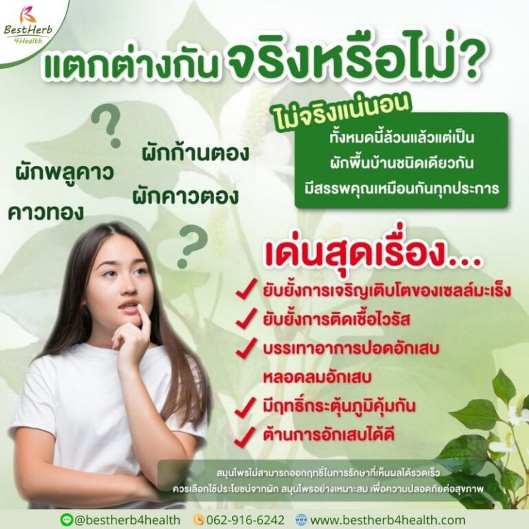 สารสกัดพลูคาว คาวตอง ก้านตอง มีฤทธิ์ยับยั้งเชื้อไวรัส เชื้อแบคทีเรีย และลดการติดเชื้อที่ก่อโรคหลายชนิด