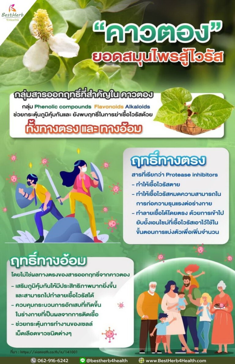 สารสกัดคาวตองสู้ไวรัสในไวเลอตอง มีกลุ่มสารออกฤทธิ์ที่สำคัญทั้งทางตรงและทางอ้อม