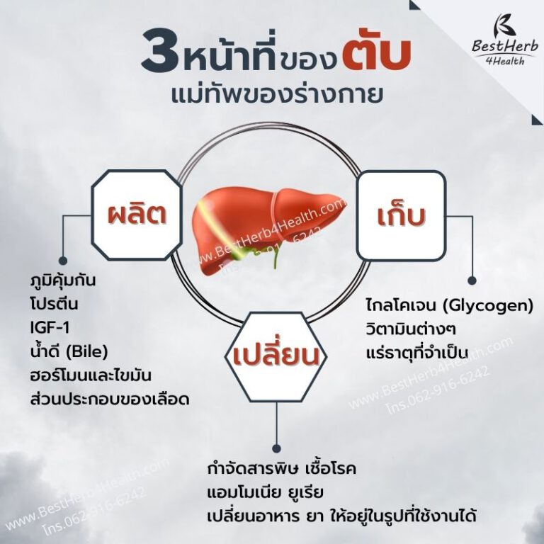 3 หน้าที่ของตับที่เป็นแม่ทัพของร่างกาย