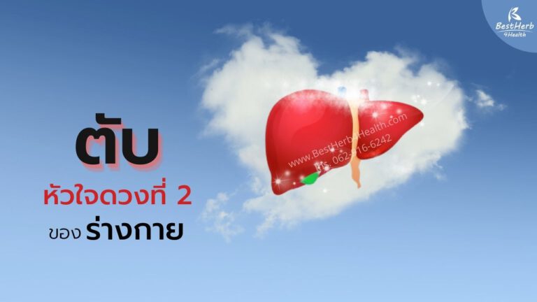 ตับคือหัวใจดวงที่2ของร่างกาย มีหน้าที่ขับสารพิษ สร้างโปรตีนที่จำเป็นต่อร่างกาย